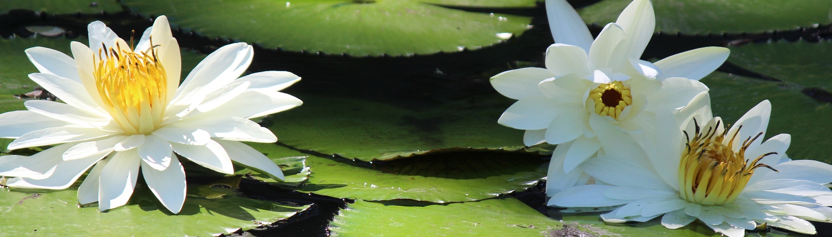 White waterlilies in a pond.    