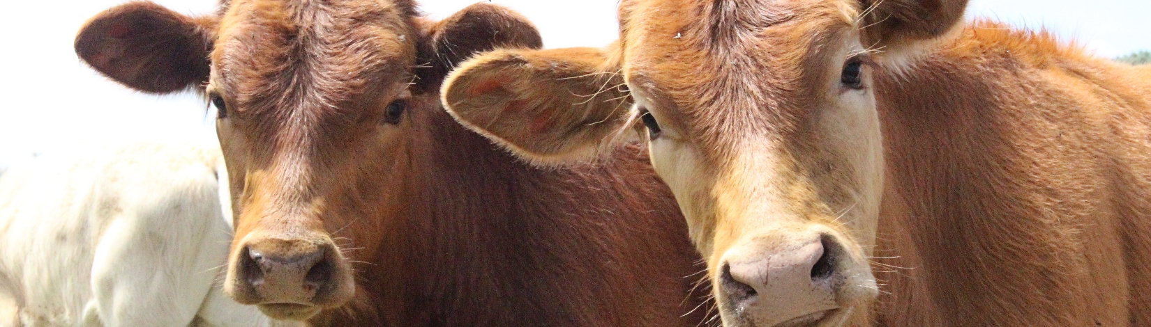Two curious brown cows in a field.     