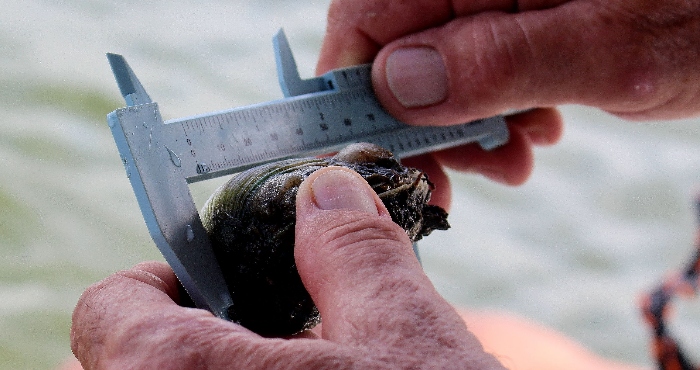 Person measuring a Bay Scallop with calipers.   