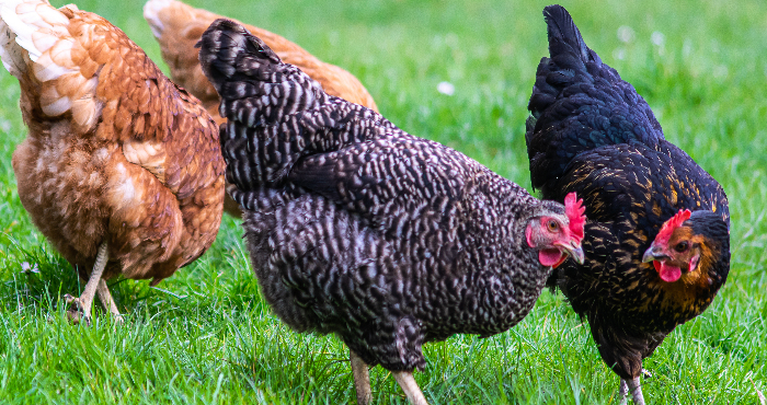 a group of chickens in a grassy lawn