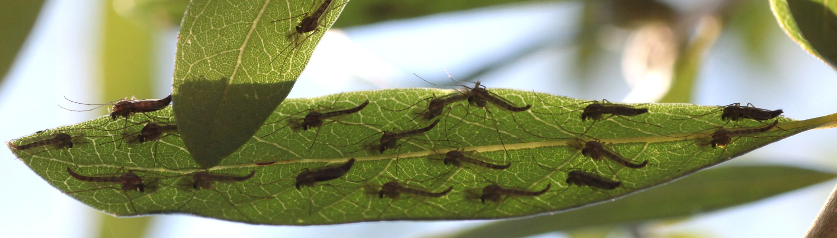 Photo Credit: Bob Jones. A scourge of mosquitos on a leaf.