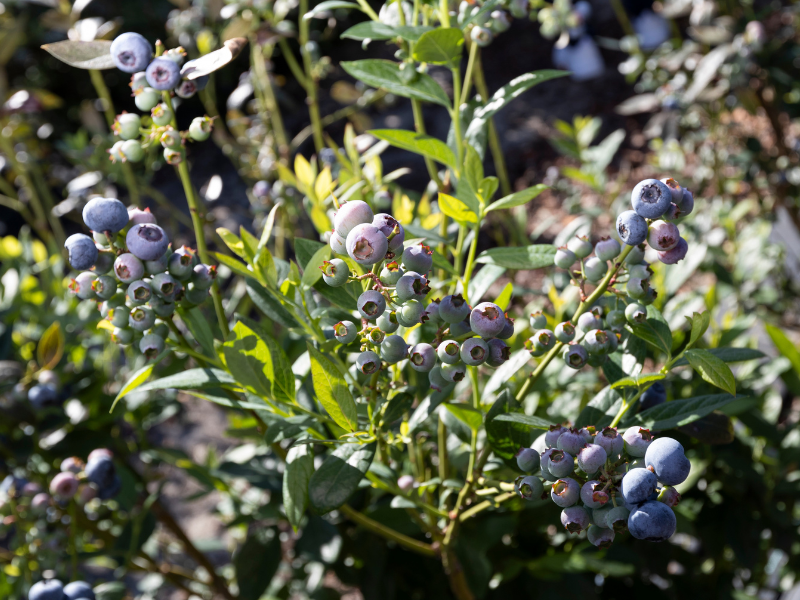 Blueberries on a bush
