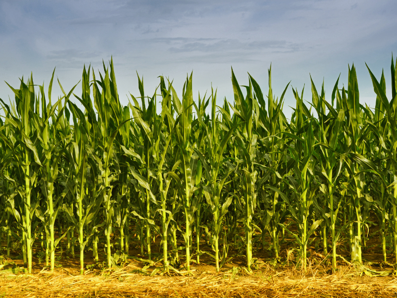 Field of Corn