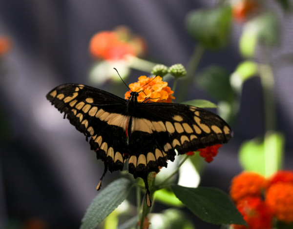 a butterfly on an orange flower
