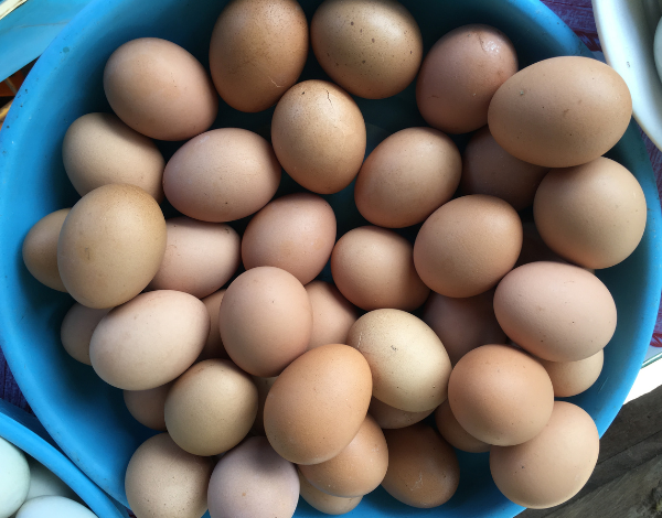 Chicken Eggs in Basket
