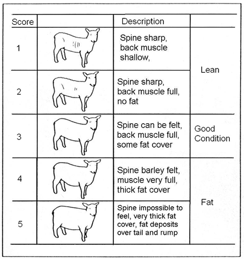 Bottle Lamb Feeding Chart