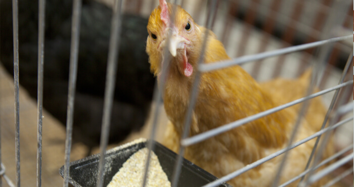 chicken in cage by food dish