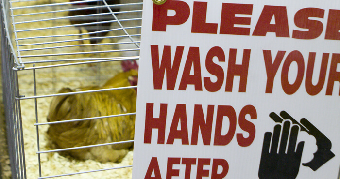 please wash hands next to chicken in a cage