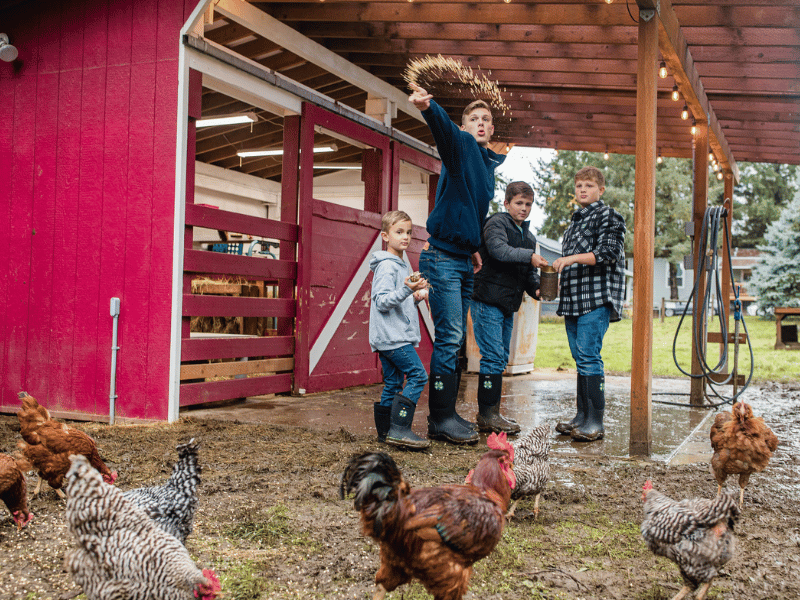 Four children in a barn throwing feed to chickens.