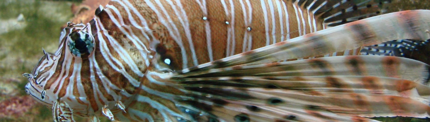 A close-up image of a fish with long fins and brown and white vertical stripes