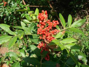 A cluster of red berries on a Brazilian pepper branch