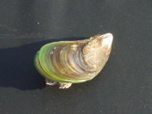 an invasive green mussel