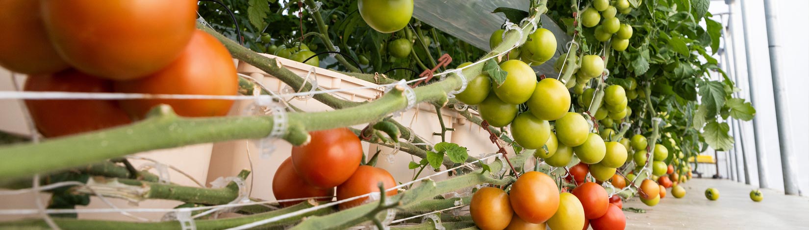 Tomatoes growing on vines.