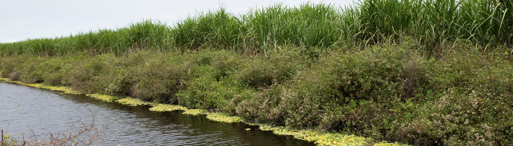 Irrigation and drainage canal at the Everglades Research and Education Center (EREC) in Belle Glade, Florida.