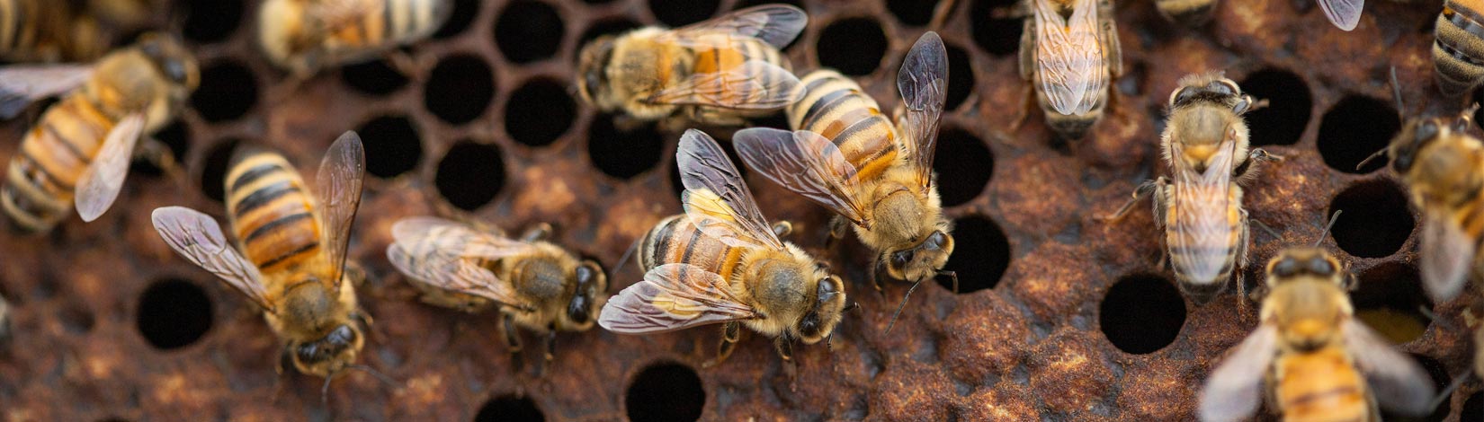 Closeup of honeybees on a hive.