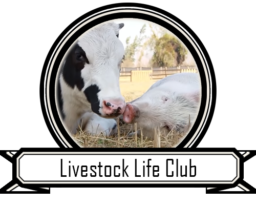 Livestock Life Club