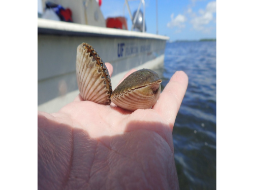 Florida's Bay scallop