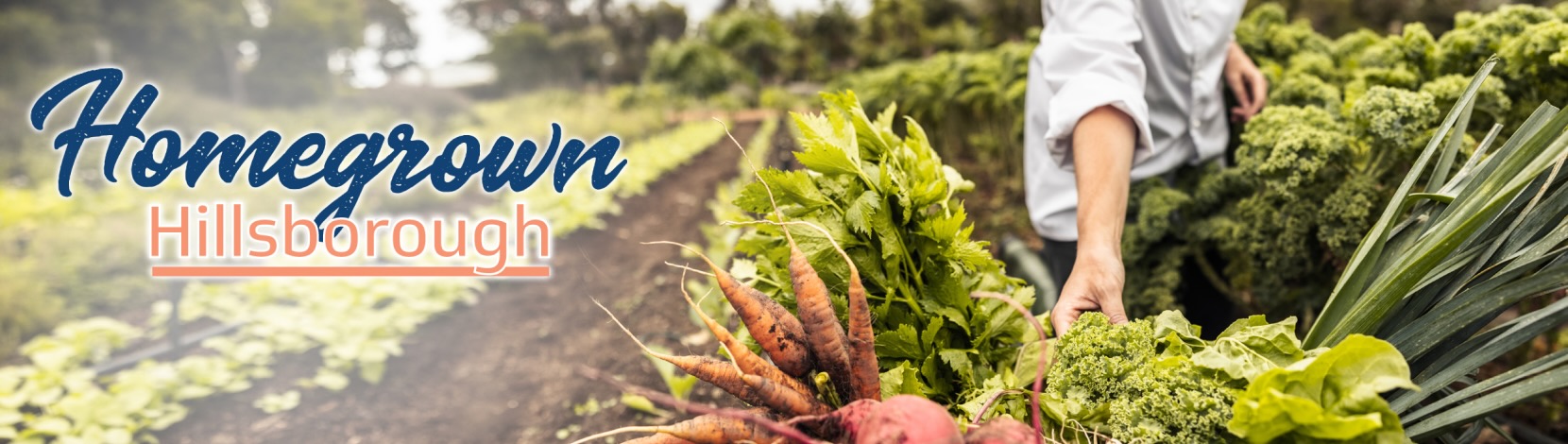 A person gathering vegetables on a farm