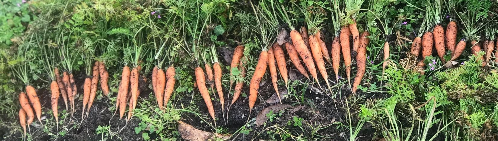 A row of freshly dug up orange carrots