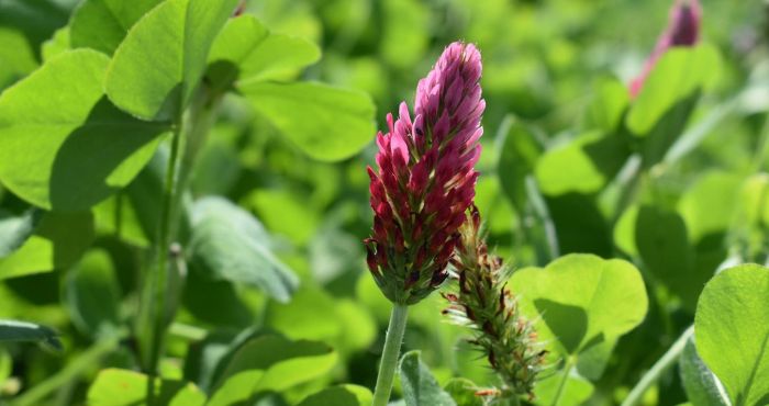 Red clover cover crop