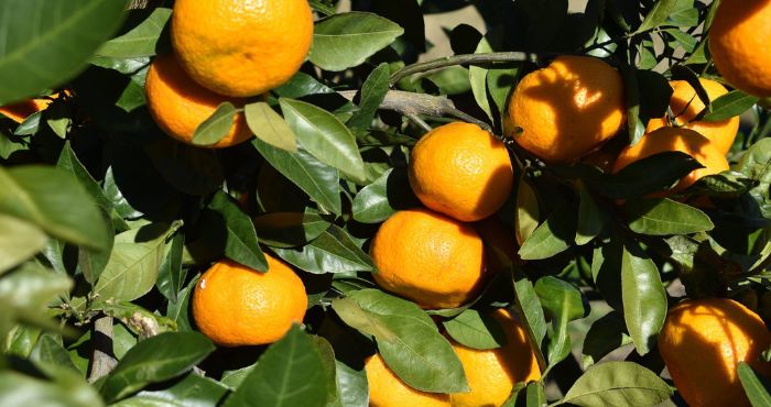 Citrus bunches on tree