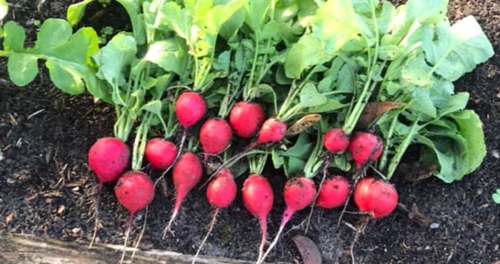 Red radishes freshly picked at Jefferson County Extension Office garden plot