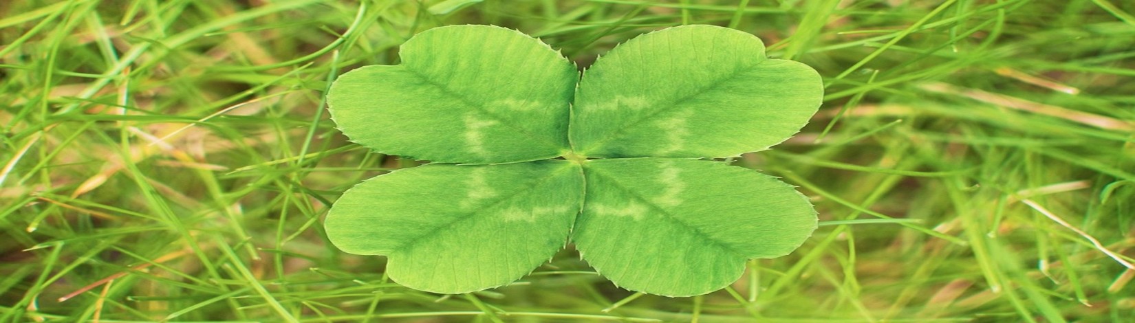 four leaf clover laying on a bed of grass