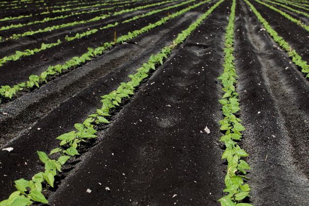 field of sweet potato