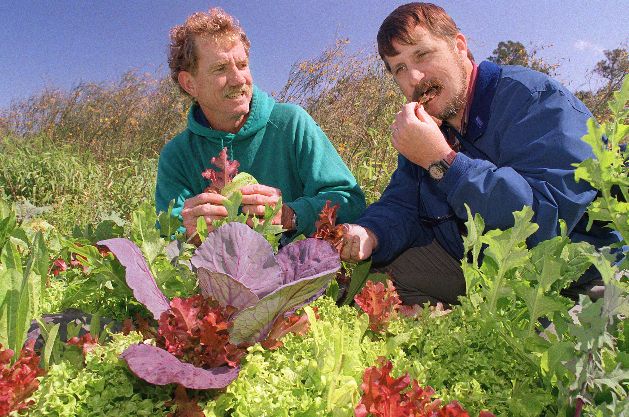 people eating lettuce in field