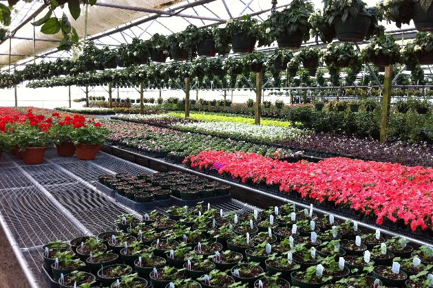 beds in a greenhouse