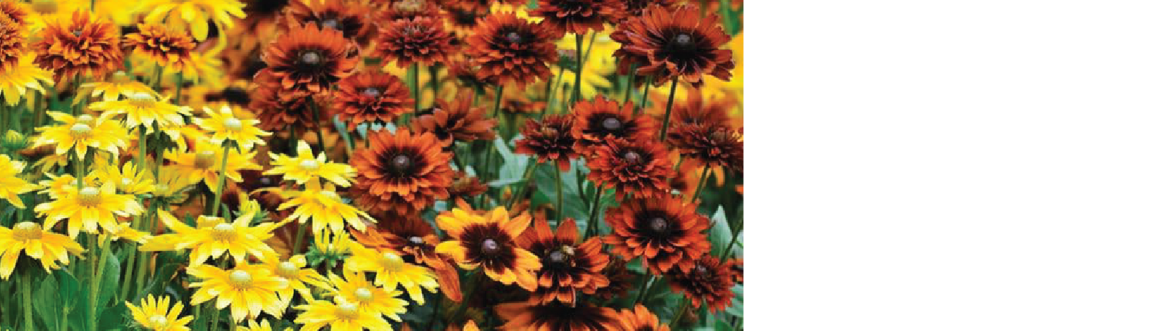 Yellow and orang flowers.