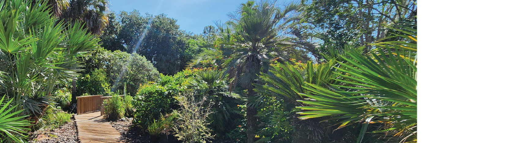 Wooden plank walkway through a palm garden.