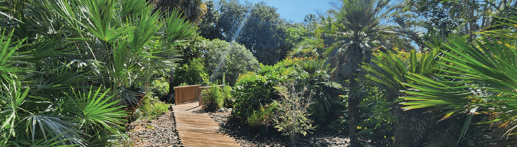Wooden plank walkway through a palm garden.