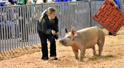 4-H member showing her pig at the fair
