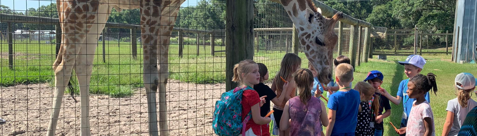 4-H Summer Campers feeding a giraffe