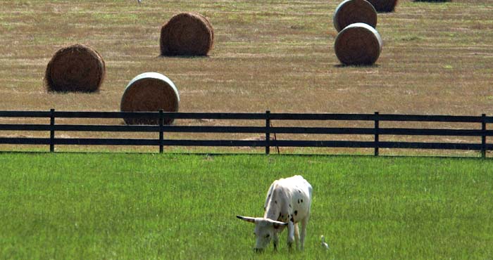 cow grazing with hay rolls in back of field