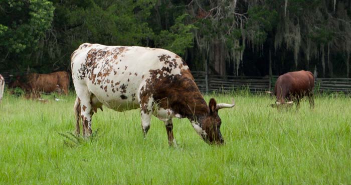 cattle enjoying healthy green grass