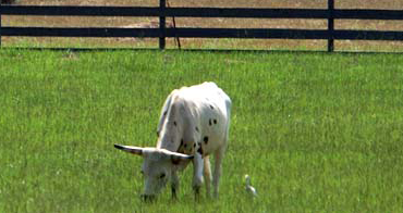 White cow grazing in a green field of grass.