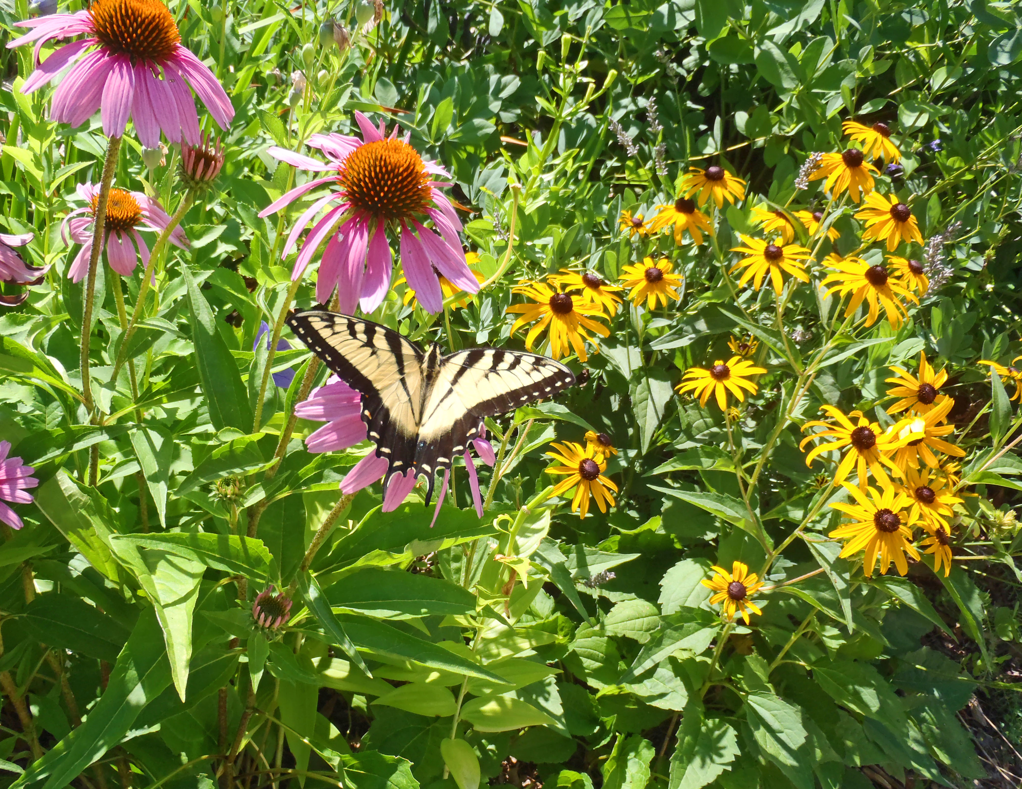 Swallowtail butterfly on wildflowers 