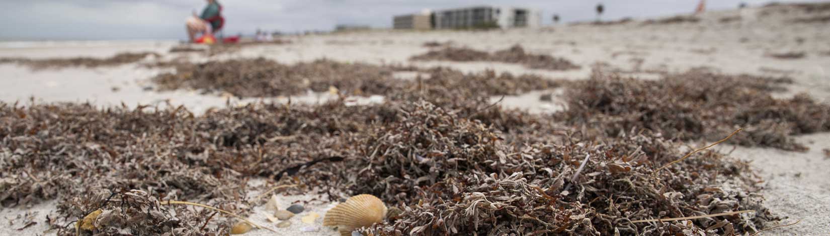 Closeup of a beach coastline with seaweed.