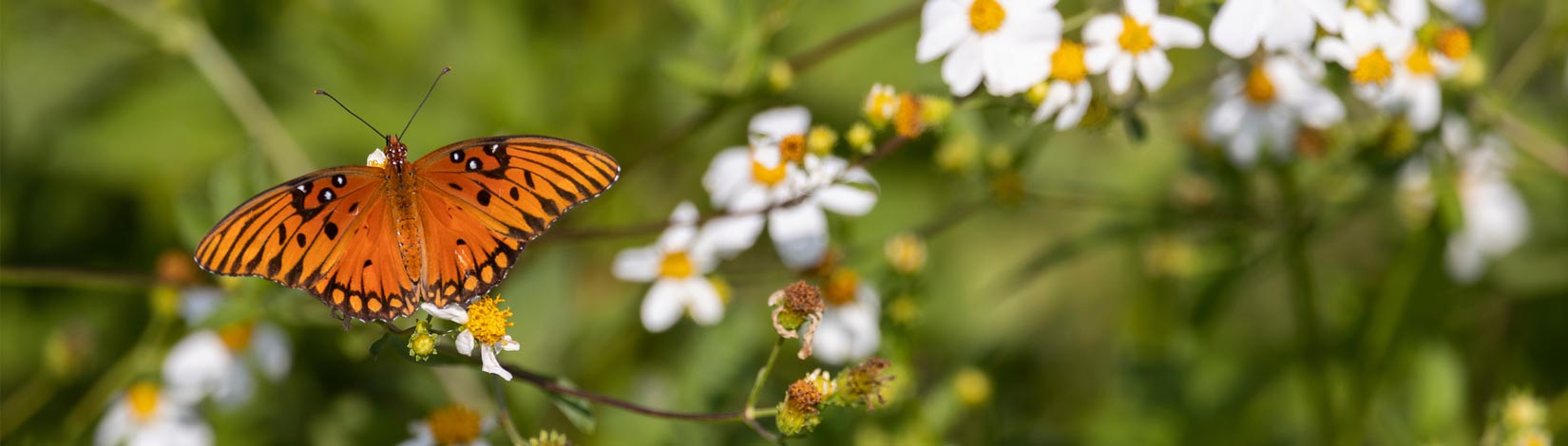 Gulf Fritillary butterfly on flower.