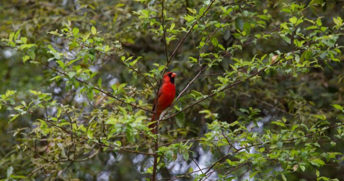 cardinal perched in a tree is an example of the types of wildlife we can support in our landscapes