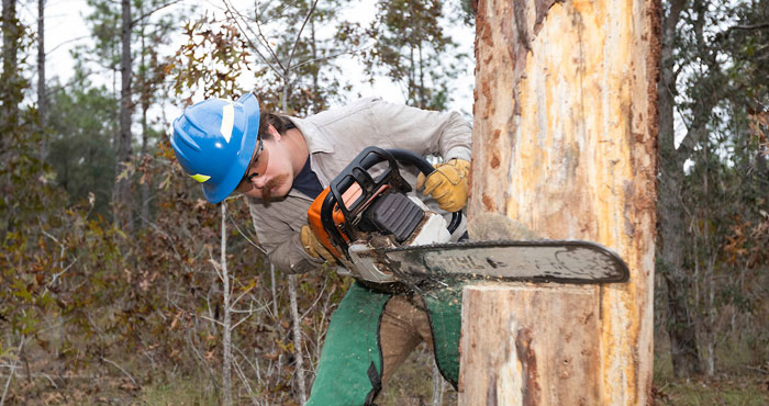 Agent using a chainsaw to cut down a dead tree.