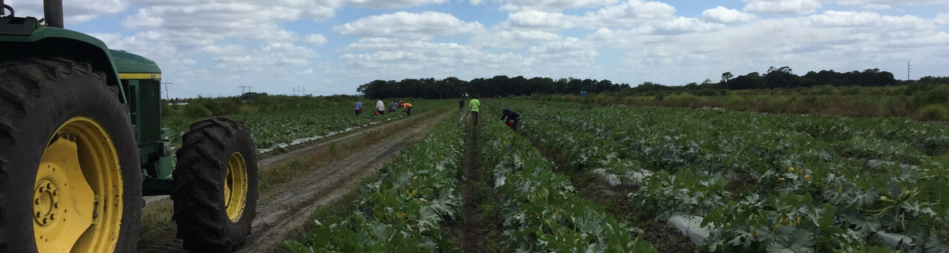 Tractor and people harvesting vegetable crop.