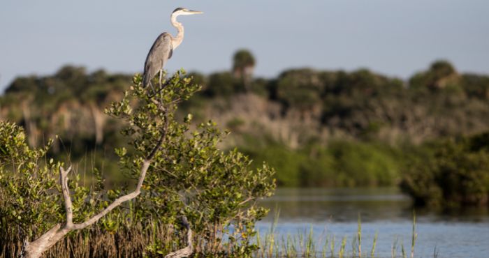a great blue heron perched in a mangrove along a Florida waterway