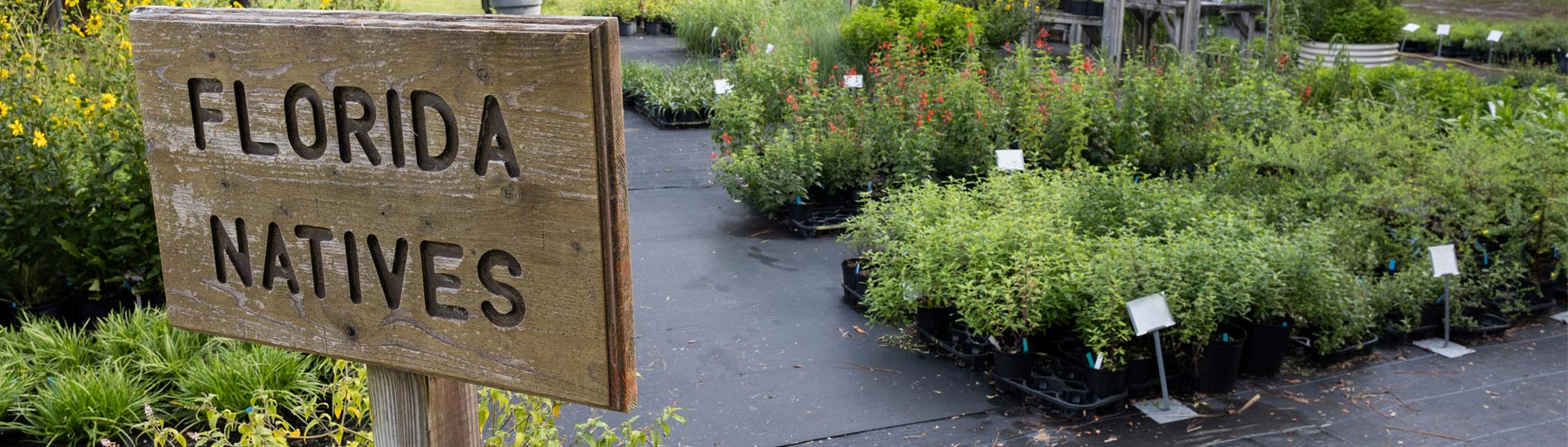 Signage for Florida native plants at a plant nursery.