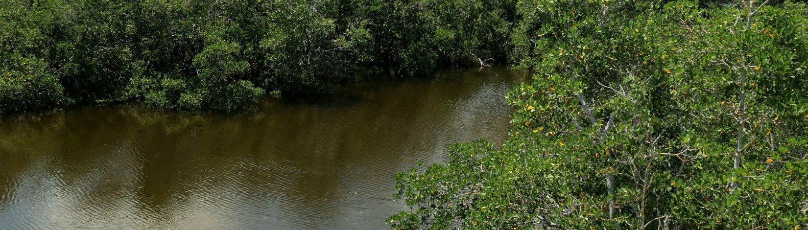 a mangrove-lined waterway