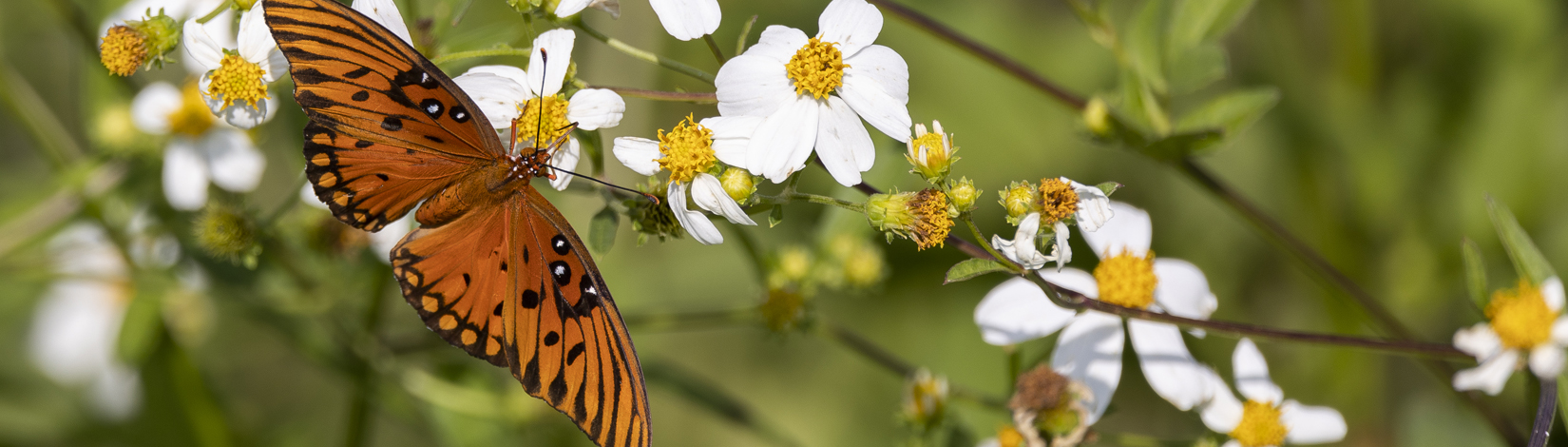 a butterfly among native flowers
