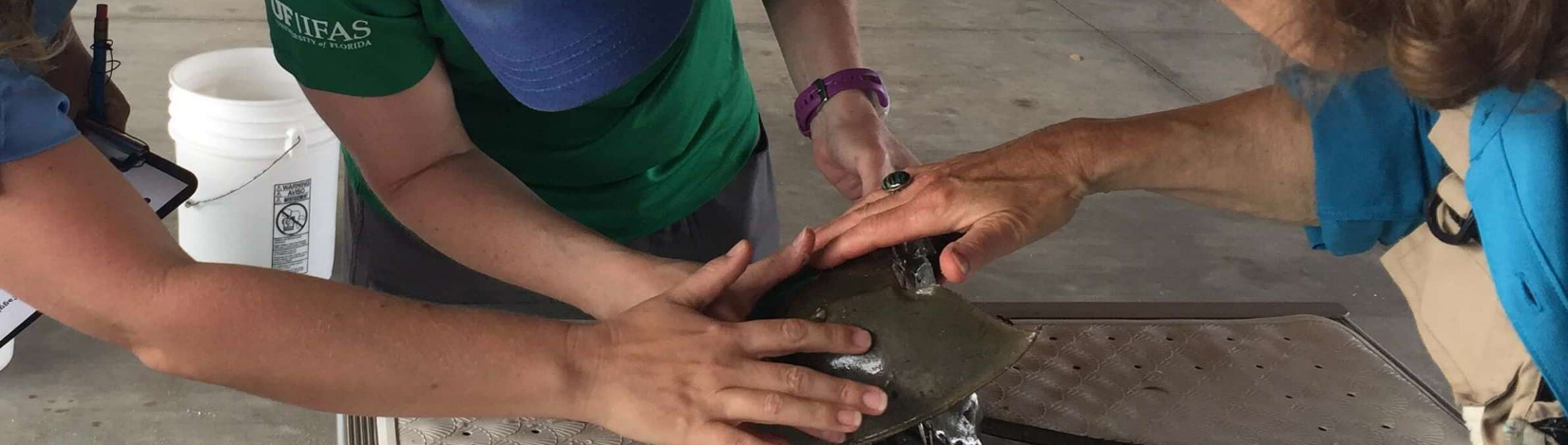 Florida Sea Grant agents measuring and petting a horseshoe crab 