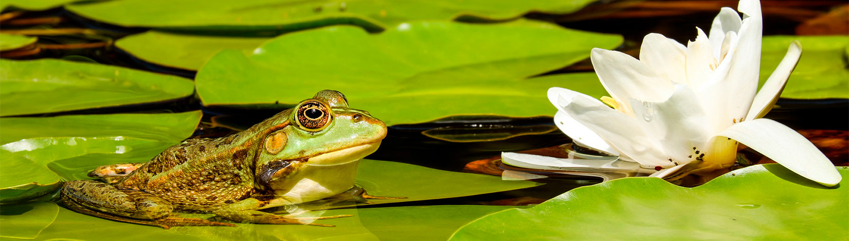 Frog on a lilypad